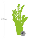 Livraison plante Zamioculcas zamiifolia