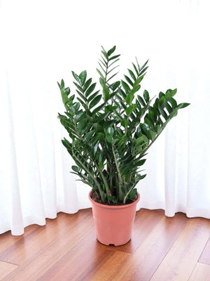 Livraison plante Zamioculcas Zamiifolia