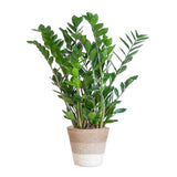 Livraison plante Zamioculcas Zamiifolia et son pot