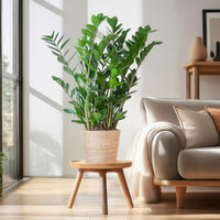 Zamioculcas Zamiifolia och dess kruka