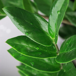 Livraison plante Zamioculcas zamiifolia – Lot de 2 – Pot 17 cm