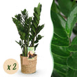 Livraison plante Zamioculcas zamiifolia – Lot de 2 – Pot 17 cm