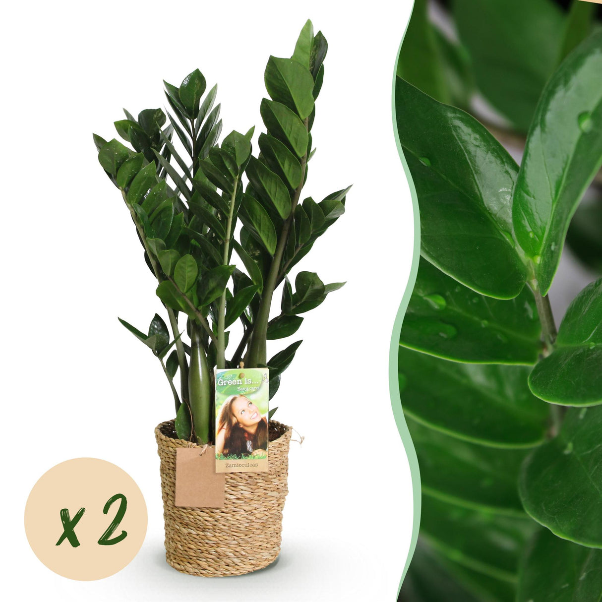 Livraison plante Zamioculcas zamiifolia – Lot de 2 – Pot 17 cm