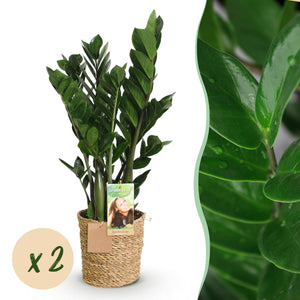 Livraison plante Zamioculcas zamiifolia – Lot de 2 – Pot 17 cm