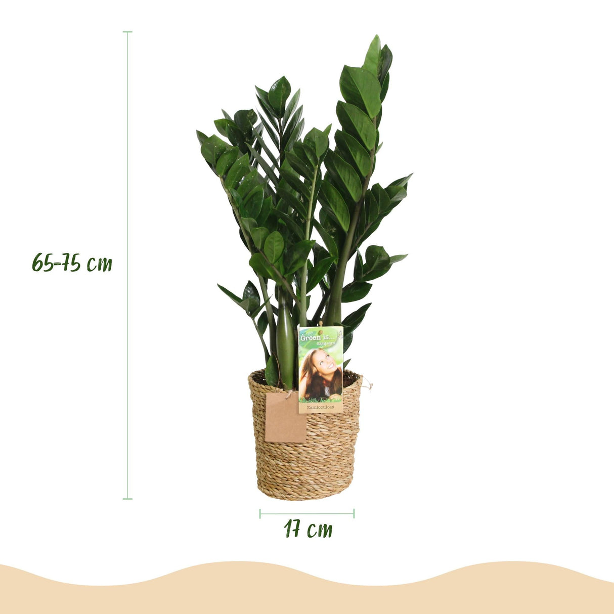 Livraison plante Zamioculcas zamiifolia – Lot de 2 – Pot 17 cm