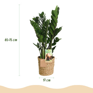 Livraison plante Zamioculcas zamiifolia – Lot de 2 – Pot 17 cm
