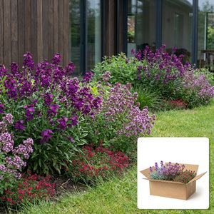 Pack jardin - composition prête à planter