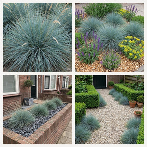 Pack Balcon Soleil & Mi-Ombre Jaune & Bleu - 18 plantes — photo 7