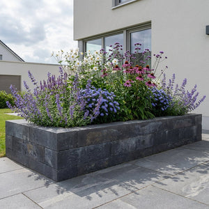 Pack Massif Plein Soleil Rose & Violet (Cataire) - 30 plantes — photo 2