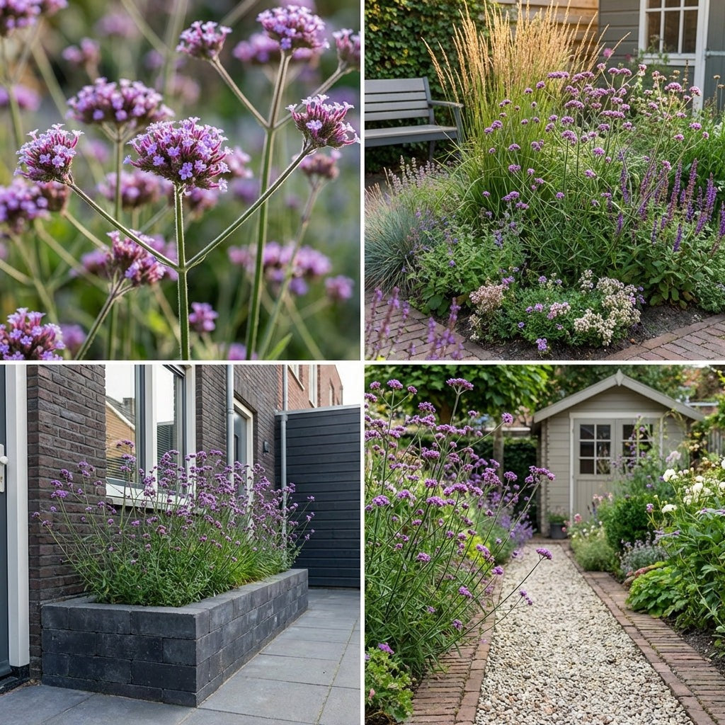 Pack Massif Plein Soleil Rose & Violet (Cataire) - 30 plantes — photo 9