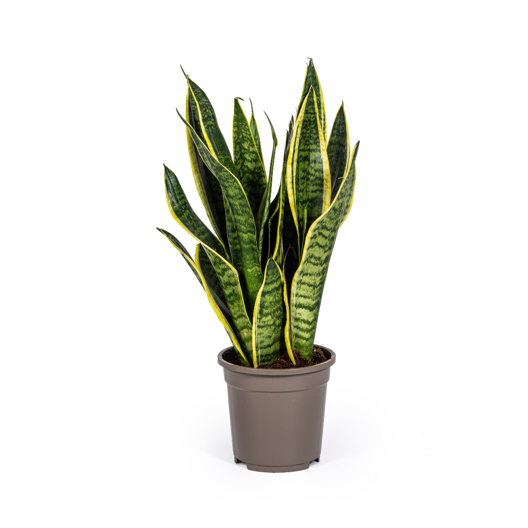 Utanevieria Trifasciata Futura Superba Ø17cm - ↕45 - 55cm