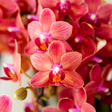 Kolibri Orchids - Surprise box mix - växtn voordeel box - verrassingsbox met 2 verschillende orchideeën Ø9cm - vers van de kweker