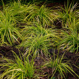 Green boutiQ - Siergrassen -  Carex oshimensis Everillo - Geel - 2 Växtn - Bladhoudend - Weinig Onderhoud - Kruka 17cm Hoogte 50cm