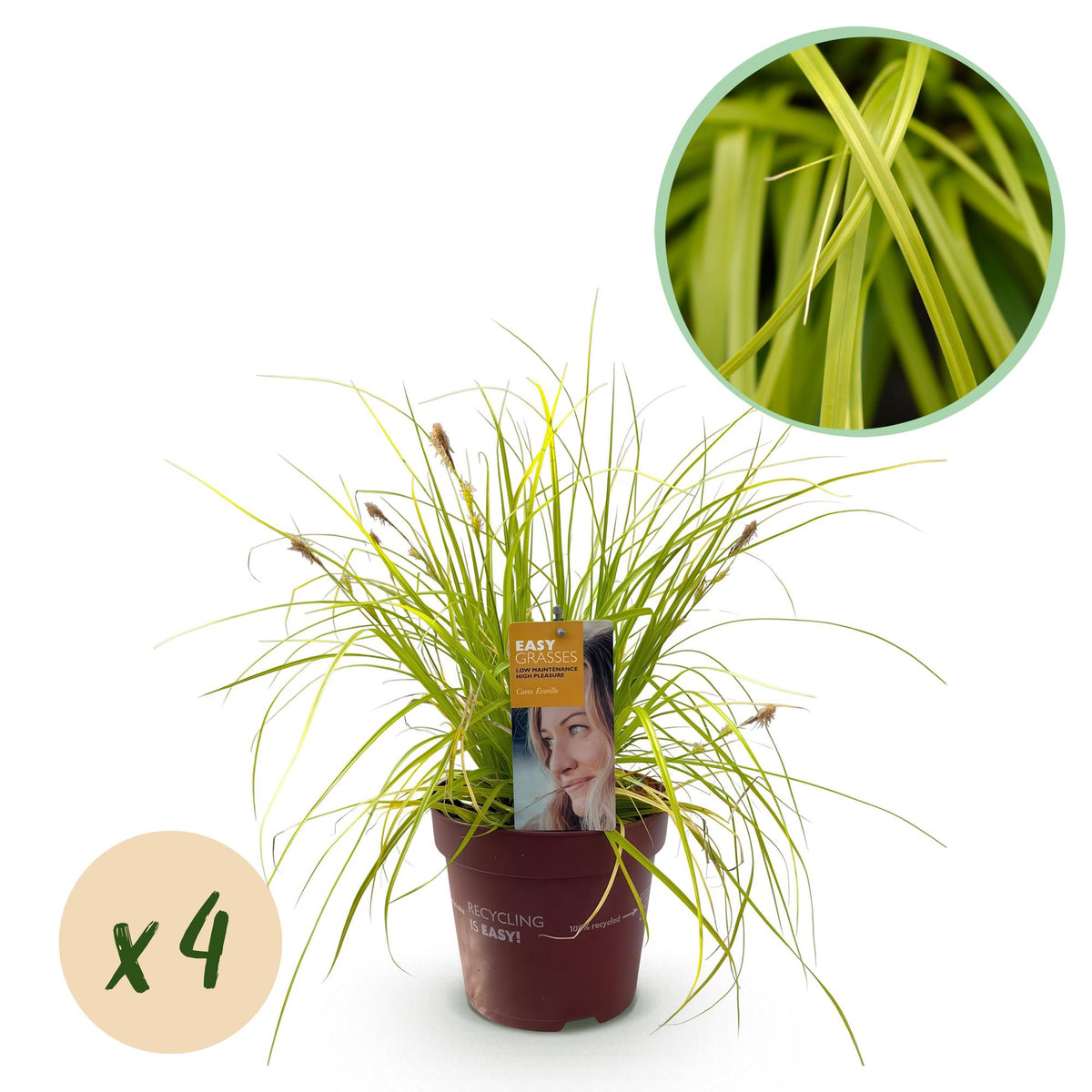 Green boutiQ - Siergrassen -  Carex oshimensis Everillo - Geel - 4 Växtn - Bladhoudend - Weinig Onderhoud - Kruka 17cm Hoogte 50cm