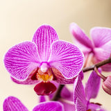 Kolibri Orchids - Surprise box mix - växtn voordeel box - verrassingsbox met 2 verschillende orchideeën Ø9cm - vers van de kweker