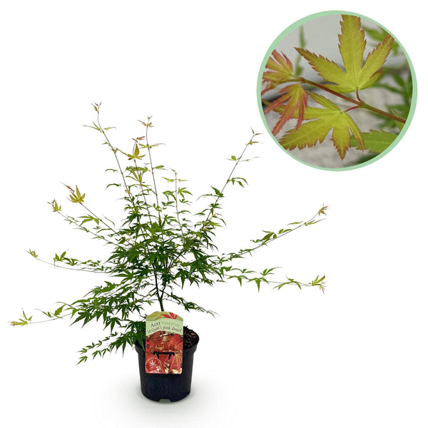 Green boutiQ - Terrasplant - Japanse Esdoorn - Acer palmatum Pink Dwarf - Roze - 1 Plant - Bladverliezend - Kruka 19cm Hoogte 70cm