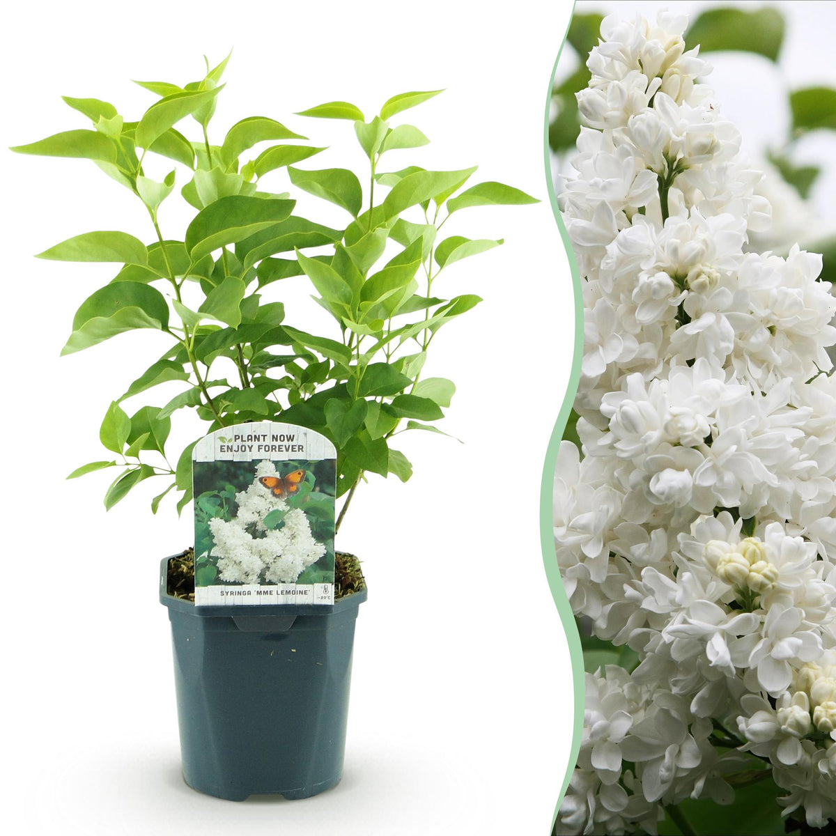 Green boutiQ - Trädgårdsväxt - Syringa vulgaris Mme Lemoine - Vanlig Syren - Frosttålig - Vit - 1 Växt - Kruka 17cm - Höjd 45cm