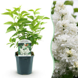 Green boutiQ - Trädgårdsväxt - Syringa vulgaris Mme Lemoine - Vanlig Syren - Frosttålig - Vit - 1 Växt - Kruka 17cm - Höjd 45cm