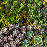 Green boutiQ - Bodembedekker - Winterhard - Alpine Mix - 8 Växtn - Diversen Kleuren  - Weinig Onderhoud - Kruka 14 Hoogte 17