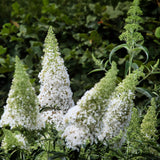 Green boutiQ - Vlinderstruik - Buddleja davidii White Profusion - Bloem Wit - 1 Plant - Bladverliezend - Vlinderlokkend -  Kruka 17cm Hoogte 25cm