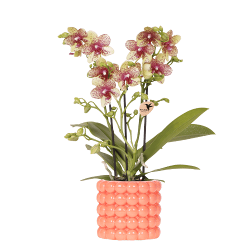 Orchidée Phalaenopsis jaune Mineral Grosseto en cache-pot Poppy orange - H 40 cm, pot Ø9 cm