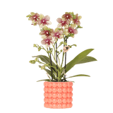 Orchidée Phalaenopsis jaune Mineral Grosseto en cache-pot Poppy orange - H 40 cm, pot Ø9 cm