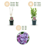 La Green Touch - Trädgårdsväxt - Syringa vulgaris Michel Buchner - Vanlig Syrén - Winterhård - Rosa - 1 Växt - Kruka 17cm - Höjd 45cm