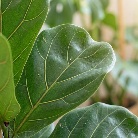 Green boutiQ - Kamerplant - Vioolbladplant - Ficus Lyrata - Groen - Weinig onderhoud - 1 Plant - Kruka 21cm - Hoogte 75 - 85cm