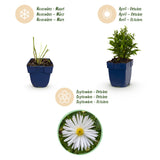 Aster nain blanc - H 15-25 cm, pot Ø11 cm