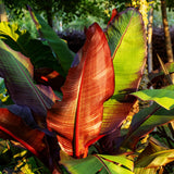 Green boutiQ - Fruitplant - Bananen plant - Ensete ventricosum Maurelli - Winterhard - 2 växtn - Kruka 17cm Hoogte 40cm