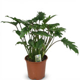 Green boutiQ - Kamerplant - Philodendron - Philodendron Xanadu - Groen - Weinig onderhoud - 1 Plant - Kruka 19cm - Hoogte 60cm
