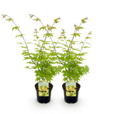 Green boutiQ - Terrasplant - Japanse Esdoorn - Acer palmatum Summergold - Geel - 2 Växtn - Bladverliezend - Kruka 19cm Hoogte 70cm