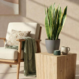 Green BoutiQ - Kamerväxtn - Utanevieria Laurentii - Vrouwentong - Weinig onderhoud - Groen - 1 Plant - met Potter Grijs - Kruka 21cm - Hoogte 70-80cm