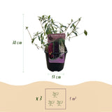 Green boutiQ - Vlinderstruik - Buddleja davidii Tricolour - Bloem Roze , Wit i Paars - 1 Plant - Bladverliezend - Vlinderlokkend -  Kruka 17cm Hoogte 30cm
