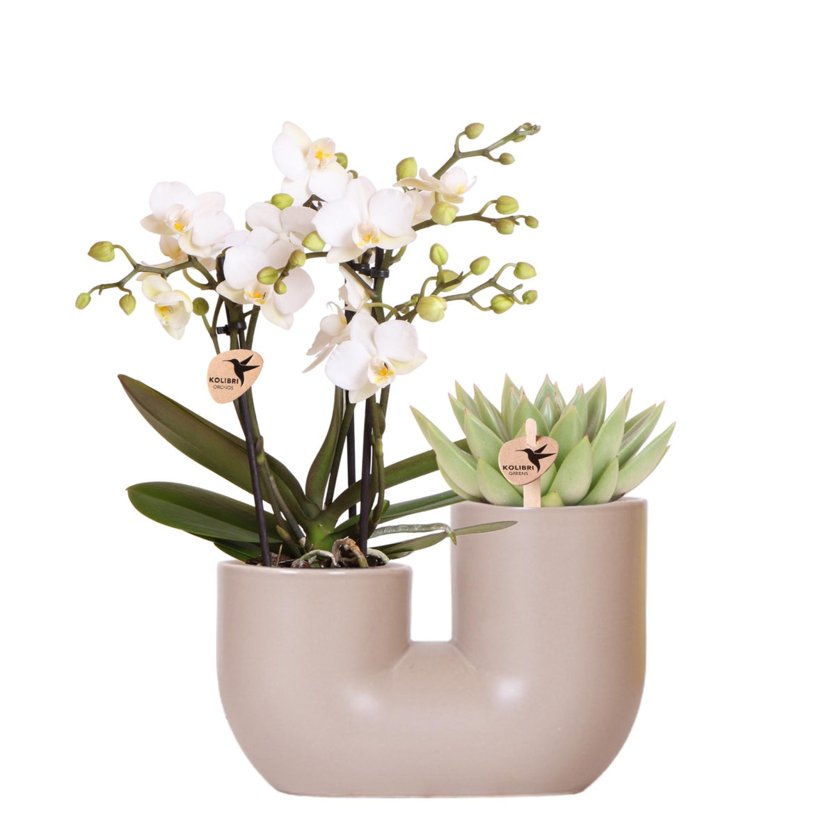 Kolibri Orchids | Set van witte orchidee Zürich i Succulent in Tube sierpot Sand - potmaat Ø9cm | bloeiende kamerplant - vers van de kweker