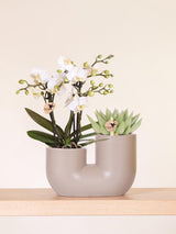 Kolibri Orchids | Set van witte orchidee Zürich i Succulent in Tube sierpot Sand - potmaat Ø9cm | bloeiende kamerplant - vers van de kweker