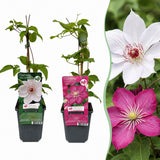 Clématites en duo rose et blanc - 12 plants