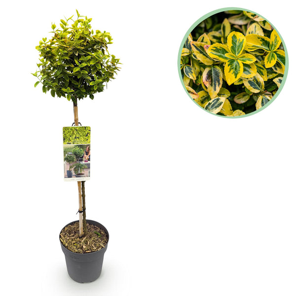 Green boutiQ - Tuinplant - Euonymus fortunei Emerald n Gold - Plant op stam - Terras Plant - Bladhoudend - Weinig Onderhoud - Kruka 19cm Hoogte 90cm
