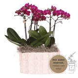 Orchidées Phalaenopsis violettes Mineral Morelia - bouquet de 3 en coupe Oyster - pot Ø9 cm