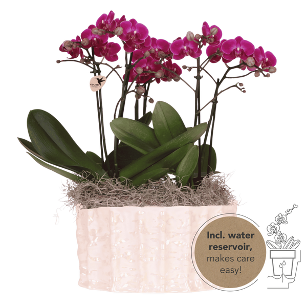 Orchidées Phalaenopsis violettes Mineral Morelia - bouquet de 3 en coupe Oyster - pot Ø9 cm