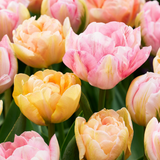 Tulipe Peaches & Kisses en mélange - calibre 11/12