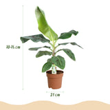 Green BoutiQ - Kamerväxtn - Musa acuminata Dwarf Cavendisch - Bananenplant - Weinig onderhoud - Groen - 1 Plant - met Potter Grijs - Kruka 21cm - Hoogte 70-75cm