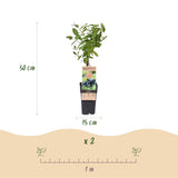 Green boutiQ - Fruitplant - Honingbes - Lonicera caerulea Kamchatika - Blauwe Bes - 2 växtn - Kruka 15cm Hoogte 50cm