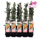 Pyracantha 'Soleil dOr' - Ø15cm - ↕65cm