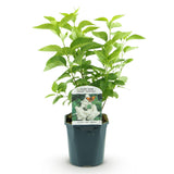 Green boutiQ - Trädgårdsväxt - Syringa vulgaris Mme Lemoine - Vanlig Syren - Frosttålig - Vit - 1 Växt - Kruka 17cm - Höjd 45cm