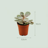 Mini Succulenten Mix - 3 Stuks - Ø 5,5 cm - Hoogte: 5-10 cm