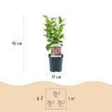 La Green Touch - Trädgårdsväxt - Syringa vulgaris Michel Buchner - Vanlig Syrén - Winterhård - Rosa - 1 Växt - Kruka 17cm - Höjd 45cm