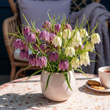 Green boutiQ - Bloembollen - Fritillaria Meleagris Mix - Kleur Paars i Wit - 30 stuks - Bolmaat 6/7 - XXL Pack