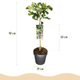 Green boutiQ - Tuinplant - Ficus carica Brown Turkey - Plant op stam - Terras Plant - Bladverliezend - Weinig Onderhoud - Kruka 19cm Hoogte 90cm