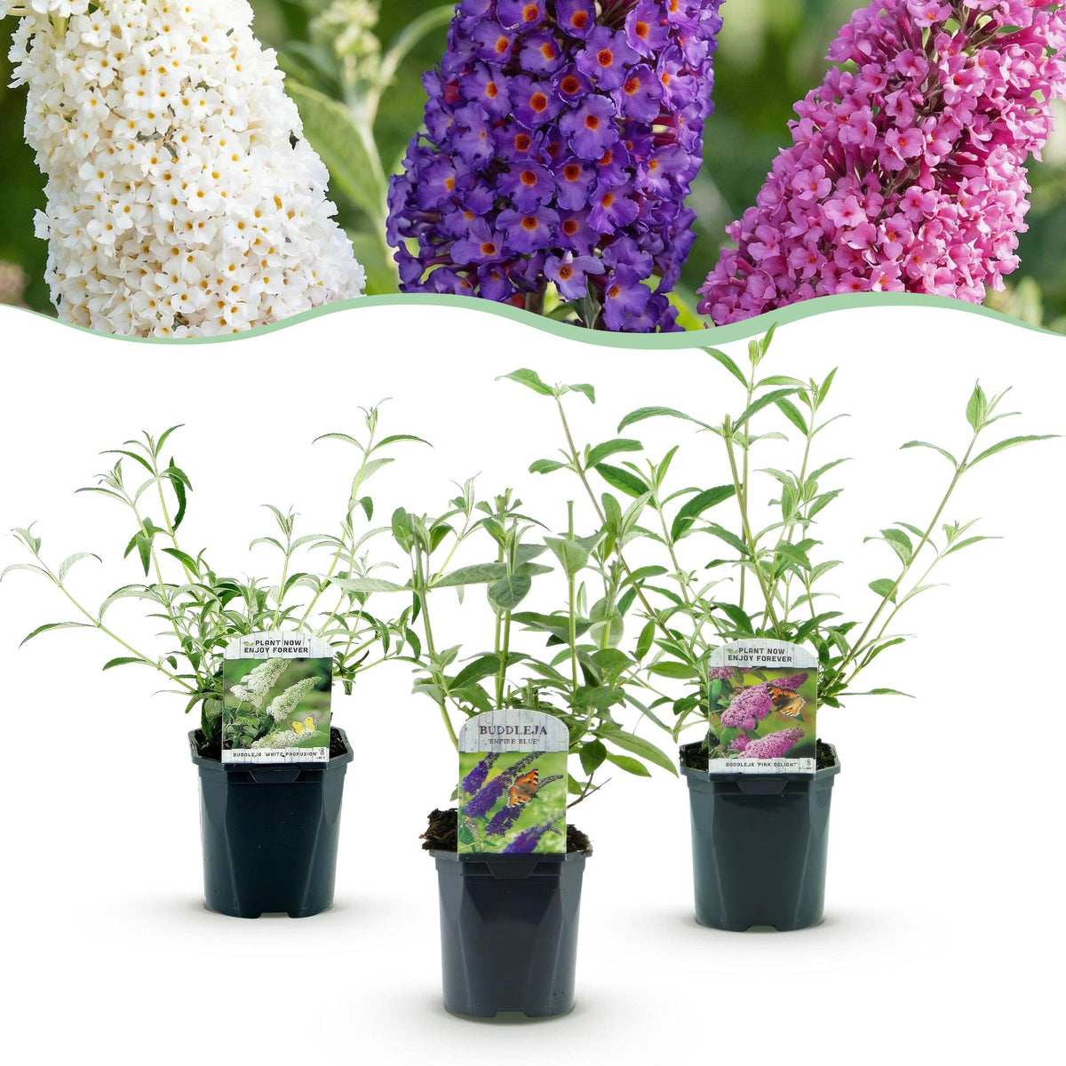 Green boutiQ - Trädgårdsväxt - Buddleja davidii Tricolour - Fjärilsbusk - Vinterhard - Blå - Rosa - Vit - 3 Växter - Kruka 17cm - Höjd 45cm